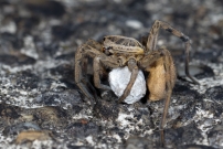 La Lycose tarentuline ou Tarentule radie ou Fausse tarentule ou encore Hogna raye. Une femelle et sa progniture (Araneae - Lycosidae - Hogna radiata)